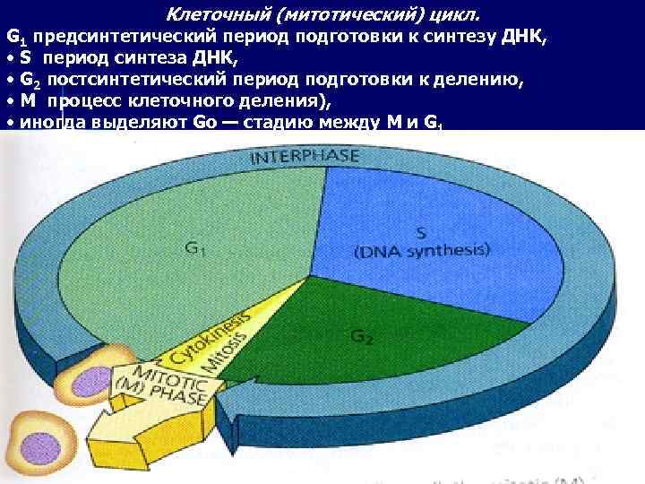 Клеточный (митотический) цикл. G 1 предсинтетический период подготовки к синтезу ДНК, • S период