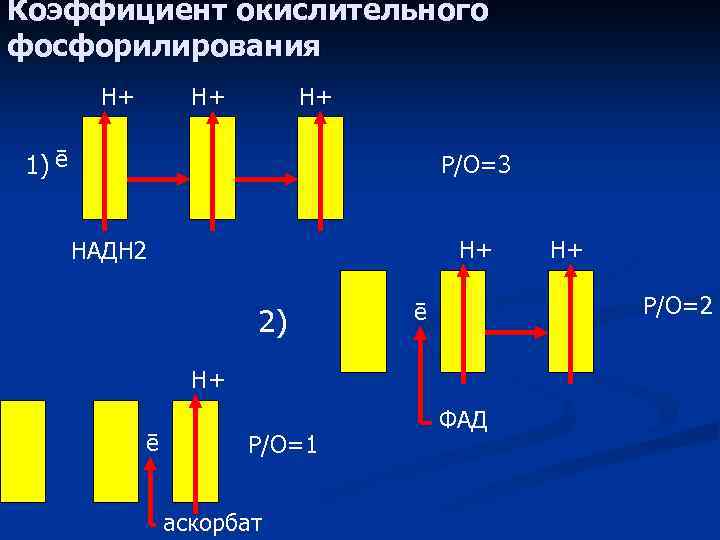 Коэффициент окислительного фосфорилирования Н+ Н+ Н+ 1) ē Р/О=3 Н+ НАДН 2 2) Р/О=2