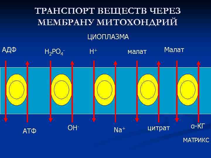 ТРАНСПОРТ ВЕЩЕСТВ ЧЕРЕЗ МЕМБРАНУ МИТОХОНДРИЙ ЦИОПЛАЗМА АДФ Н 2 РО 4 - АТФ Н+