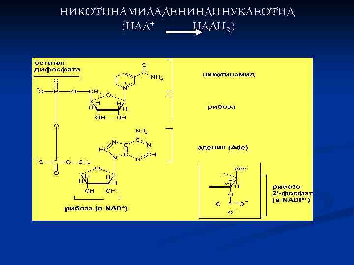 НИКОТИНАМИДАДЕНИНДИНУКЛЕОТИД (НАД+ НАДН 2 ) 