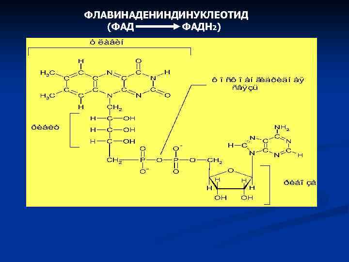 ФЛАВИНАДЕНИНДИНУКЛЕОТИД (ФАД ФАДН 2) 