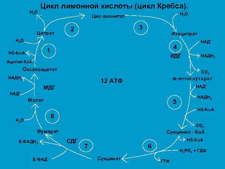 Н 2 О Цикл лимонной кислоты (цикл Кребса). Н 2 О Цис-аконитат Цитрат 3