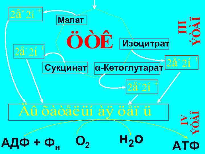 Малат Изоцитрат Сукцинат α-Кетоглутарат АДФ + Фн О 2 н 2 о АТФ 