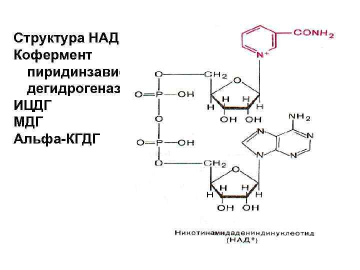 Структура НАД – Кофермент пиридинзависимых дегидрогеназ ИЦДГ МДГ Альфа-КГДГ 