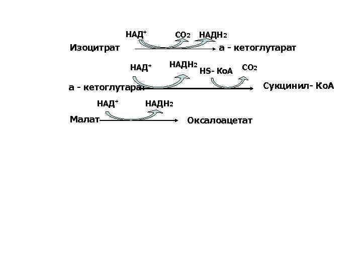 НАД+ СО 2 Изоцитрат НАДН 2 а - кетоглутарат НАД+ НАДН 2 НS- Ко.