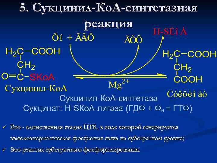 5. Сукцинил-Ко. А-синтетазная реакция Сукцинил-Ко. А-синтетаза Сукцинат: Н-SКо. А-лигаза (ГДФ + Фн = ГТФ)