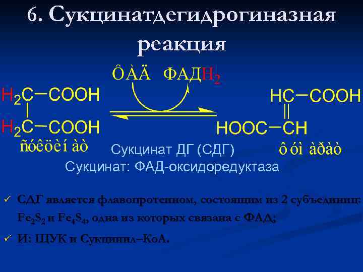 6. Сукцинатдегидрогиназная реакция Сукцинат ДГ (СДГ) Сукцинат: ФАД-оксидоредуктаза ü СДГ является флавопротеином, состоящим из