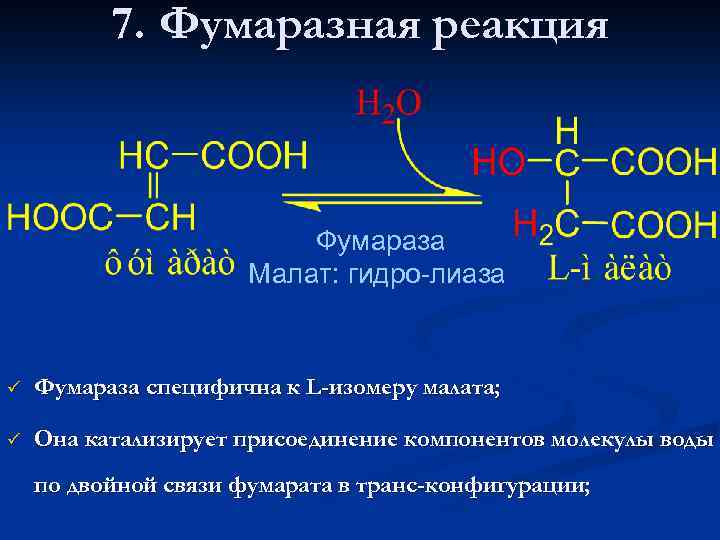 7. Фумаразная реакция Фумараза Малат: гидро-лиаза ü Фумараза специфична к L-изомеру малата; ü Она