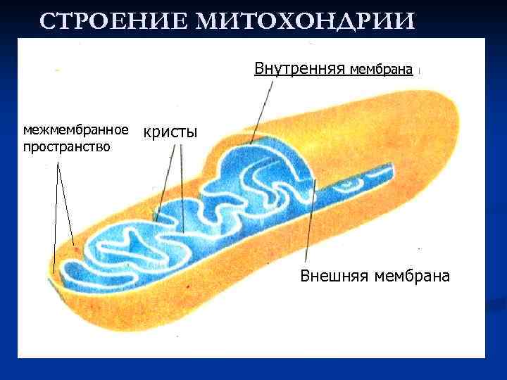 СТРОЕНИЕ МИТОХОНДРИИ Внутренняя мембрана межмембранное пространство кристы Внешняя мембрана 