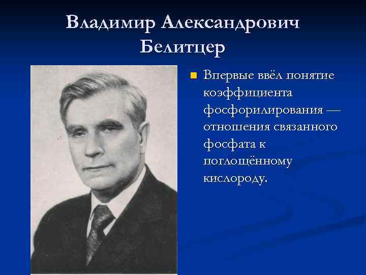 Владимир Александрович Белитцер n Впервые ввёл понятие коэффициента фосфорилирования — отношения связанного фосфата к