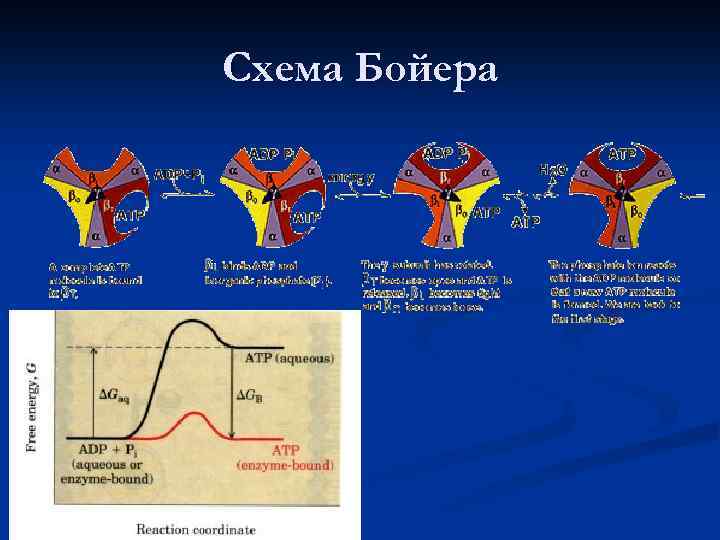 Схема Бойера 