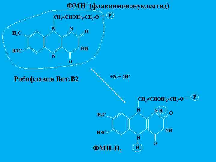 ФМН+ (флавинмононуклеотид) CH 2 -(CHOH)3 -CH 2 -O H 3 C N N P