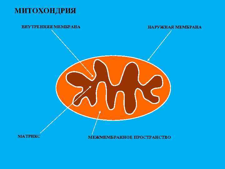 МИТОХОНДРИЯ ВНУТРЕННЯЯ МЕМБРАНА МАТРИКС НАРУЖНАЯ МЕМБРАНА МЕЖМЕМБРАННОЕ ПРОСТРАНСТВО 