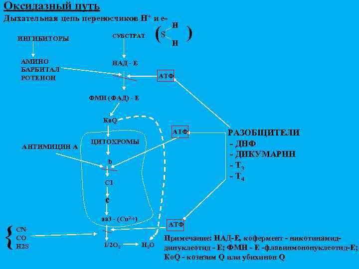 Оксидазный путь Дыхательная цепь переносчиков Н+ и е. СУБСТРАТ ИНГИБИТОРЫ АМИНО БАРБИТАЛ РОТЕНОН (S