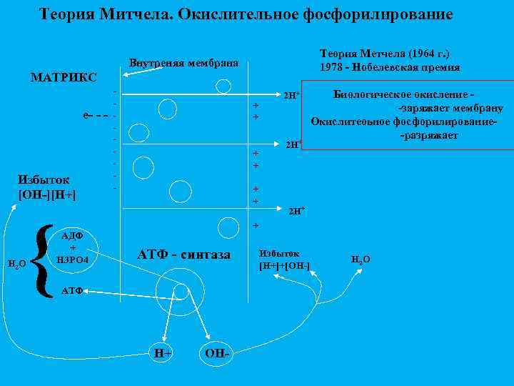 Теория Митчела. Окислительное фосфорилирование Теория Метчела (1964 г. ) 1978 - Нобелевская премия Внутреняя