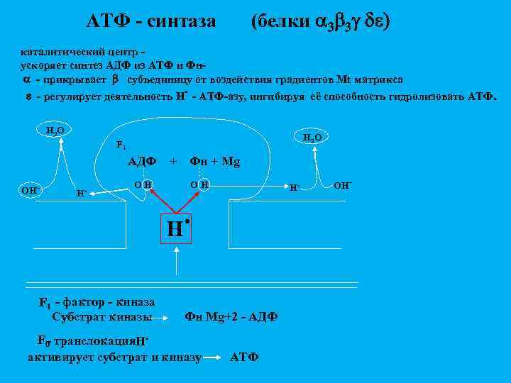 (белки 3 b 3 g de) АТФ - синтаза каталитический центр ускоряет синтез АДФ