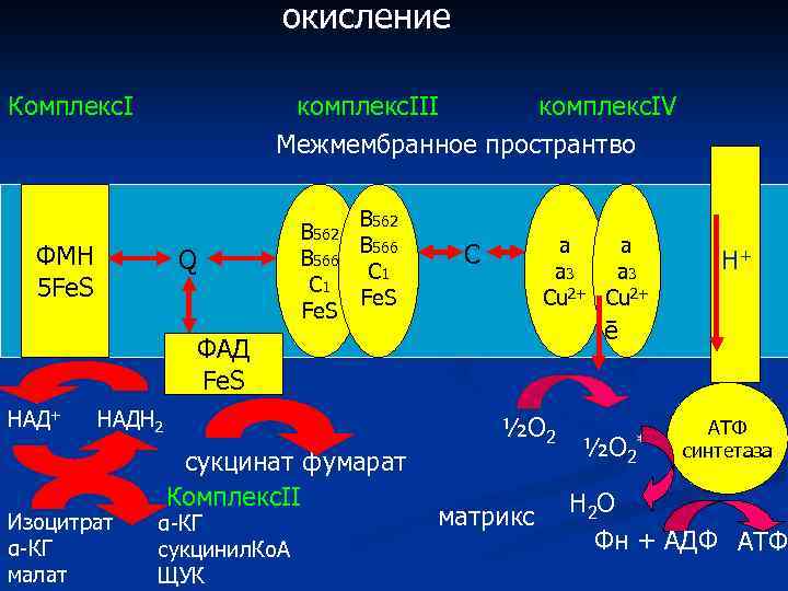 окисление КомплексΙ комплексΙΙΙ комплексΙV Межмембранное пространтво ФМН 5 Fе. S Q В 562 В