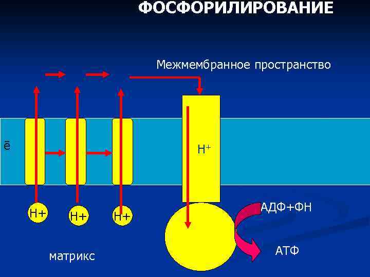 ФОСФОРИЛИРОВАНИЕ Межмембранное пространство ē Н+ Н+ Н+ матрикс Н+ АДФ+ФН АТФ 