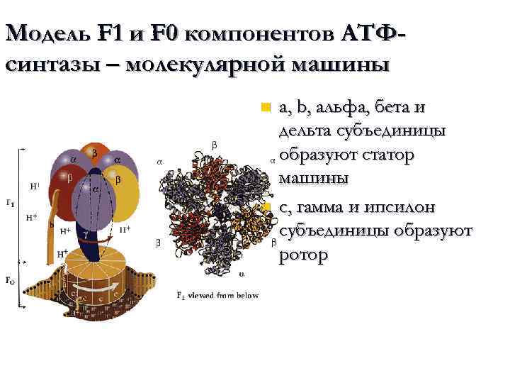Модель F 1 и F 0 компонентов АТФсинтазы – молекулярной машины n n a,