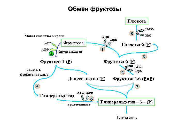 Обмен фруктозы Глюкоза Много глюкозы в крови АТФ АДФ 4 АТФ Фруктоза 1 фруктокиназа