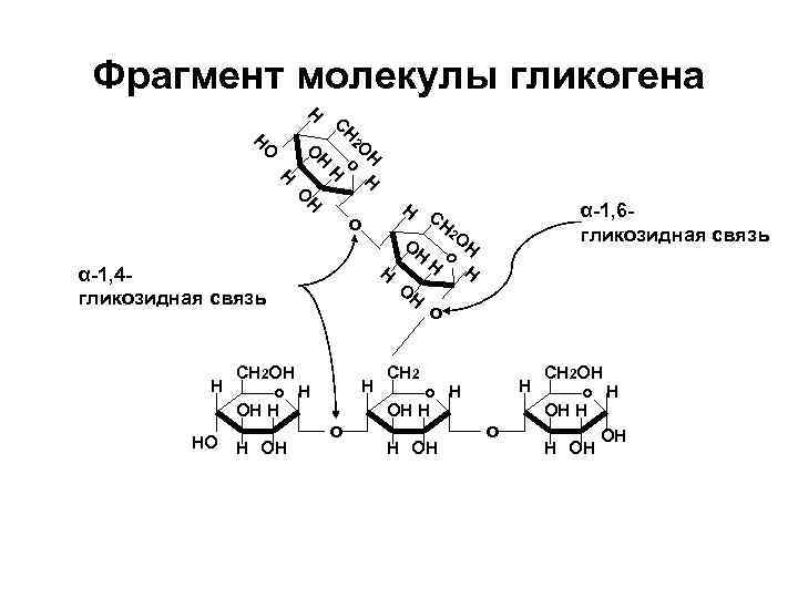 Фрагмент молекулы гликогена Н Н С Н Н Н о 2 О О О