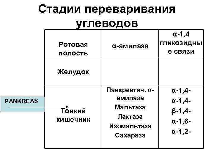 Стадии переваривания углеводов Ротовая полость α-амилаза α-1, 4 гликозидны е связи Панкреатич. αамилаза Мальтаза