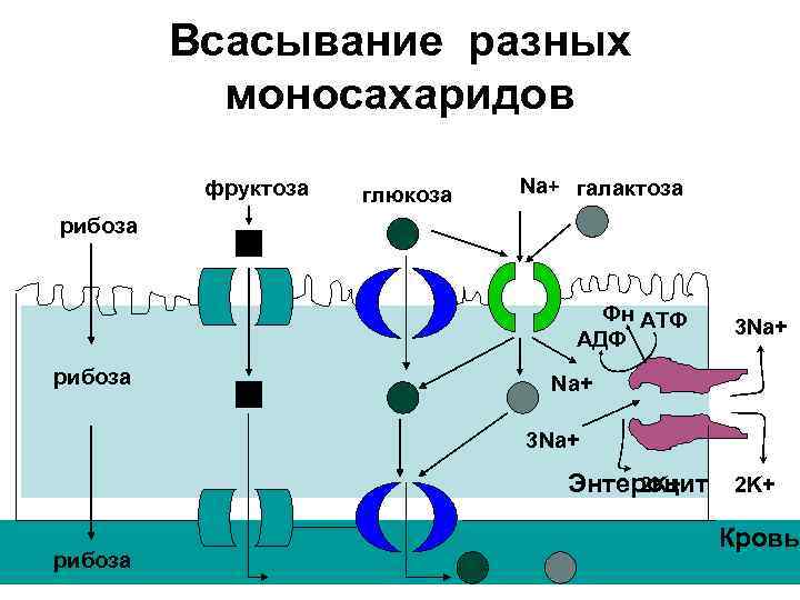 Всасывание разных моносахаридов фруктоза глюкоза Na+ галактоза рибоза Фн АТФ АДФ рибоза 3 Na+