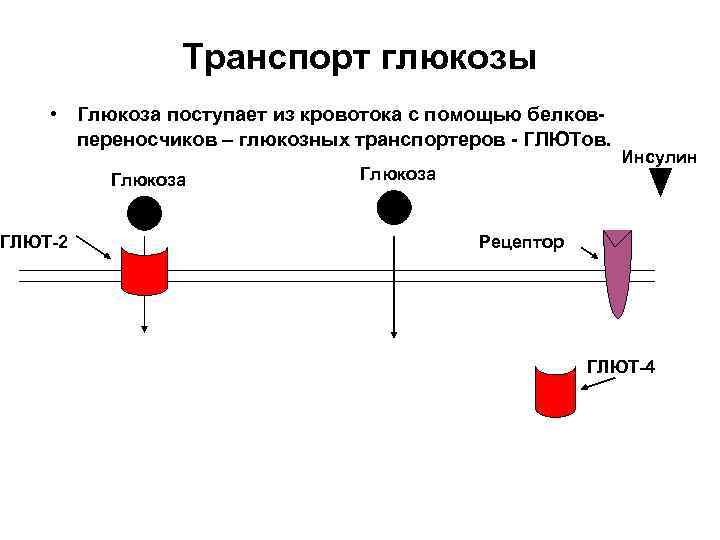 Транспорт глюкозы • Глюкоза поступает из кровотока с помощью белковпереносчиков – глюкозных транспортеров -