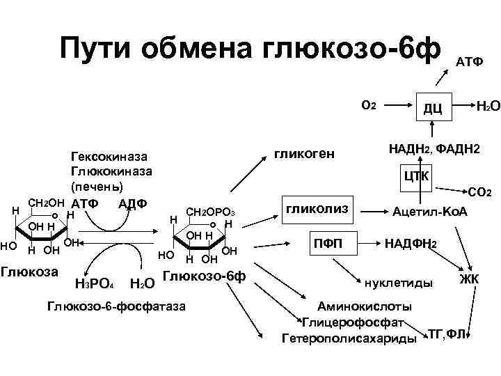 Пути обмена глюкозо-6 ф О 2 Н Гексокиназа Глюкокиназа (печень) СН 2 ОН АТФ