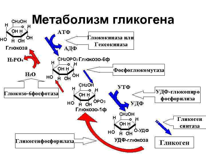 Ферменты превращения глюкозы в гликоген. Схема метаболизма гликогена в гепатоцитах. Метаболическая регуляция синтеза гликогена. Схема обмена гликогена биохимия. Схема реакций расщепления гликогена.