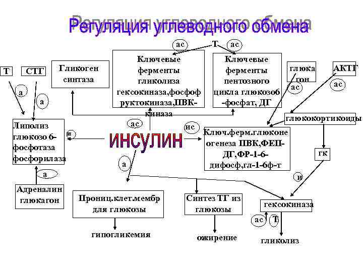 ас Т СТГ а Гликоген синтаза а Липолиз глюкозо 6 - и фосфотаза фосфорилаза