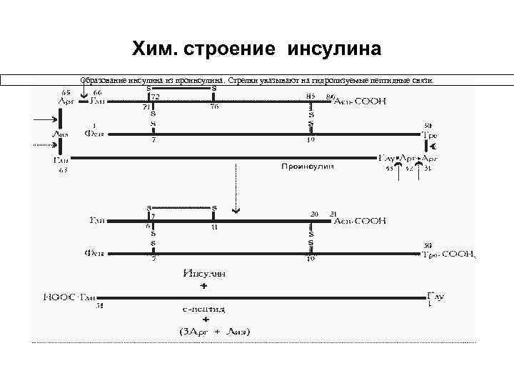 Хим. строение инсулина Образование инсулина из проинсулина. Стрелки указывают на гидролизуемые пептидные связи. 