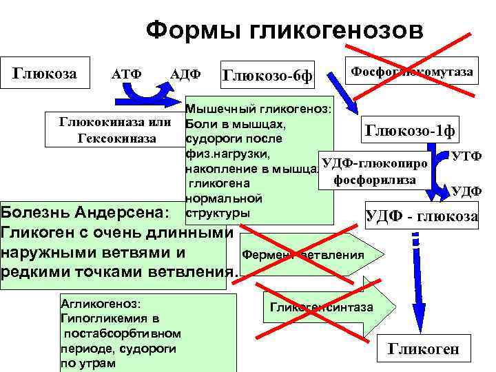 Формы гликогенозов Глюкоза АТФ АДФ Глюкокиназа или Гексокиназа Глюкозо-6 ф Фосфоглюкомутаза Мышечный гликогеноз: Боли