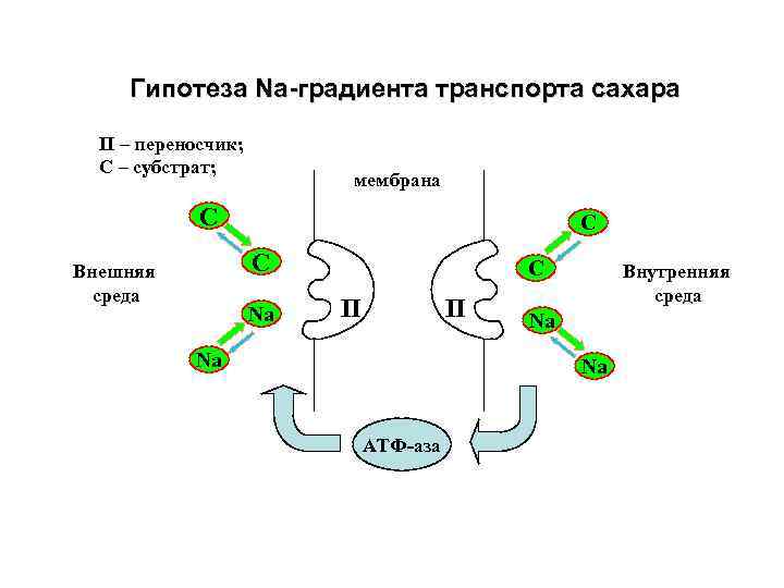 Гипотеза Na-градиента транспорта сахара П – переносчик; С – субстрат; мембрана С C С