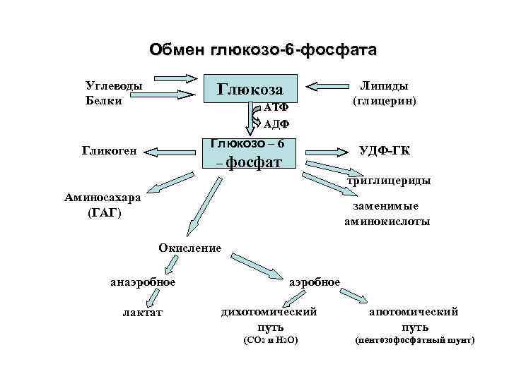 Мономеры белков и углеводов