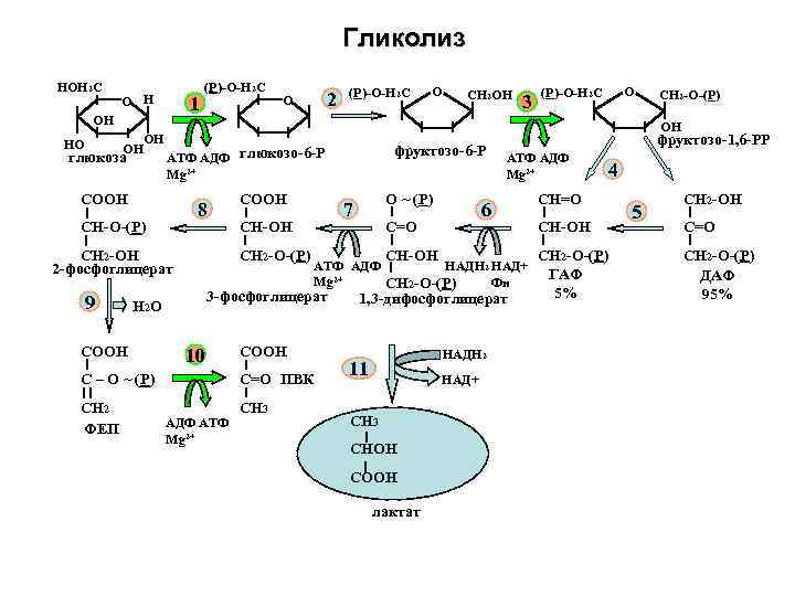 Гликолиз НОН 2 С О Н 1 ОН ОН ОН НО глюкоза (Р)-О-Н 2