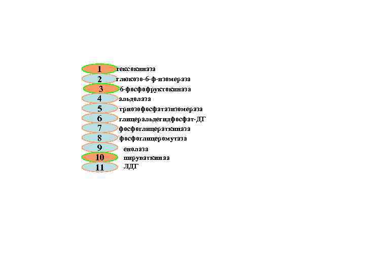 1 2 3 4 5 6 7 8 9 10 11 гексокиназа глюкозо-6 -ф-изомераза