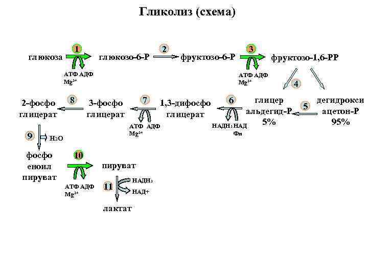 Гликолиз (схема) 1 глюкоза 2 глюкозо-6 -Р фруктозо-6 -Р АТФ АДФ Mg 2+ 2