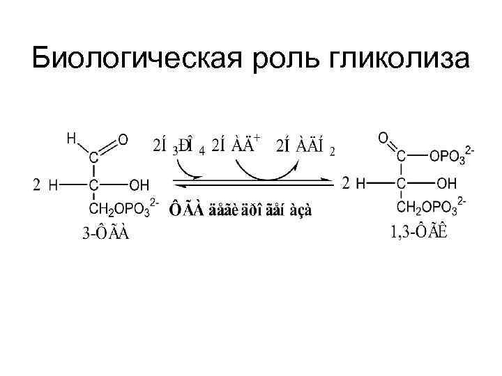 Биологическая роль гликолиза 