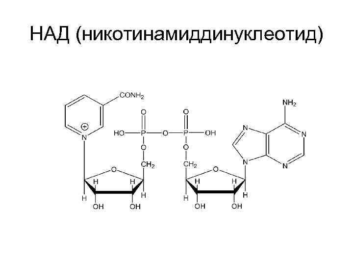НАД (никотинамиддинуклеотид) 