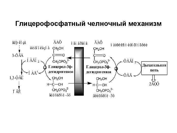 Схема глицерофосфатного челночного механизма