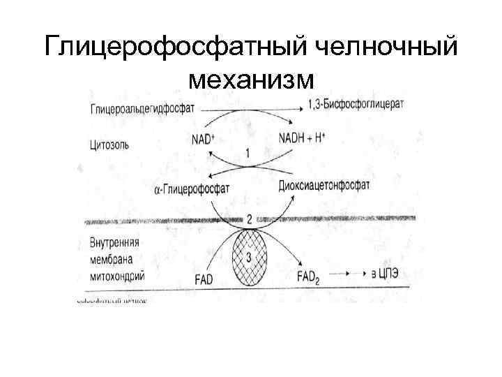 Схема глицерофосфатного челночного механизма