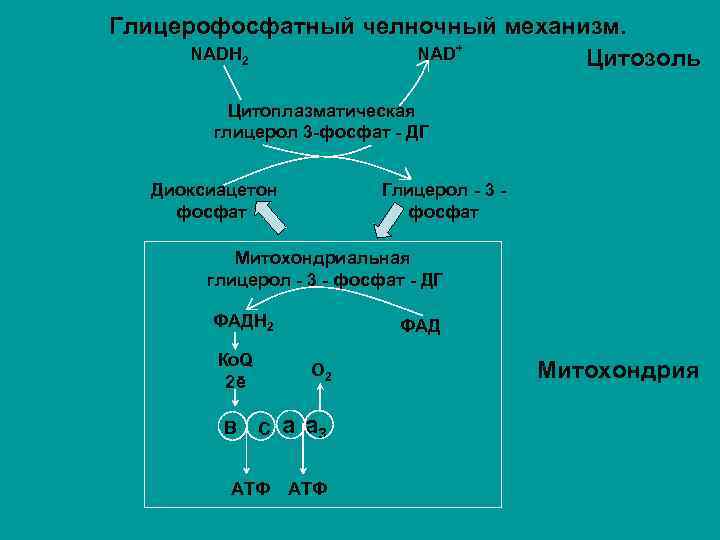 Схема глицерофосфатного челночного механизма