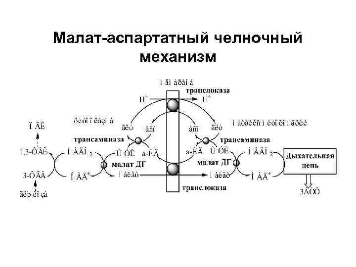 Схема глицерофосфатного челночного механизма