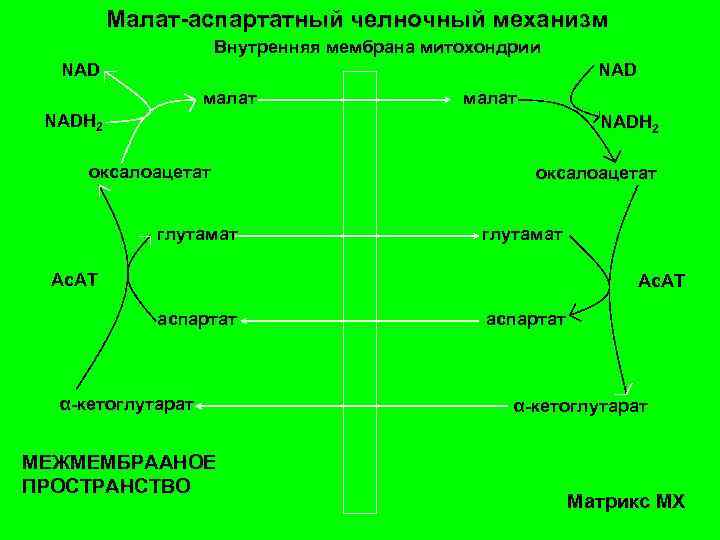 Челночный механизм. Малат-аспартатный челночный механизм. Малат-аспартатный челночный механизм реакции. Схема малат аспартатного челночного механизма. Малат аспартат челночный механизм.