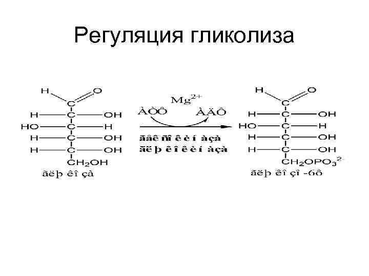 Регуляция гликолиза 