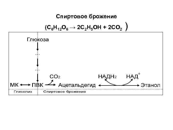 Спиртовое брожение (С 6 Н 12 О 6 → 2 С 2 Н 5