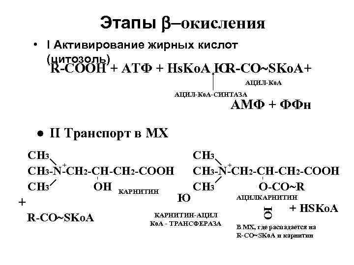 Пантотеновая кислота (витамин В 5) – возможен гиповитаминоз и нарушение β- Пантотеновая кислота (витамин В 5) – возможен гиповитаминоз и нарушение β-