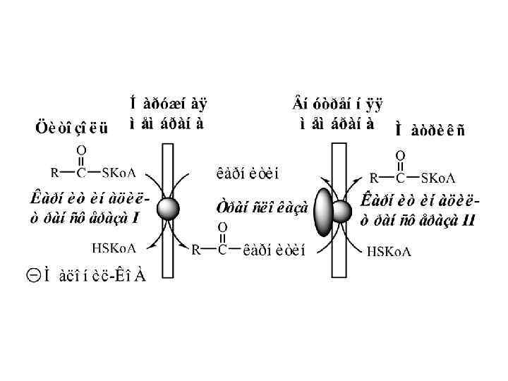 Взаимопревращения кетоновых тел Взаимопревращения кетоновых тел