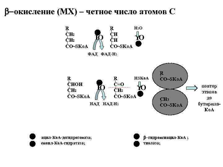 Перекисное окисление липидов – ОБЩАЯ ХАРАКТЕРИСТИКА • Синонимы (СРО липидов, ПОЛ, пероксидное Перекисное окисление липидов – ОБЩАЯ ХАРАКТЕРИСТИКА • Синонимы (СРО липидов, ПОЛ, пероксидное